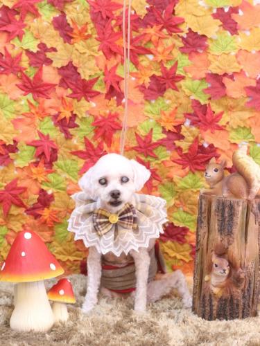 20241117コロンくん